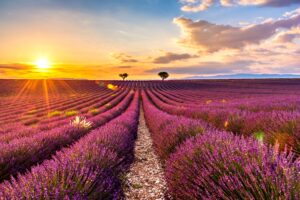 Plantes sacrées de l’été : 5 alliées spirituelles pour la saison solaire
